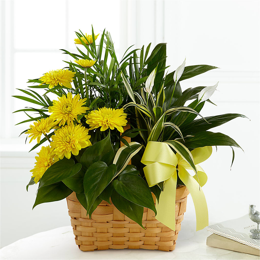 Loving Light Dishgarden – Pantelia Floral, Salt Lake City UT