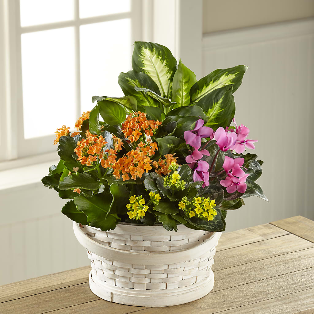 Color Crush Dishgarden – Pantelia Floral, Salt Lake City UT