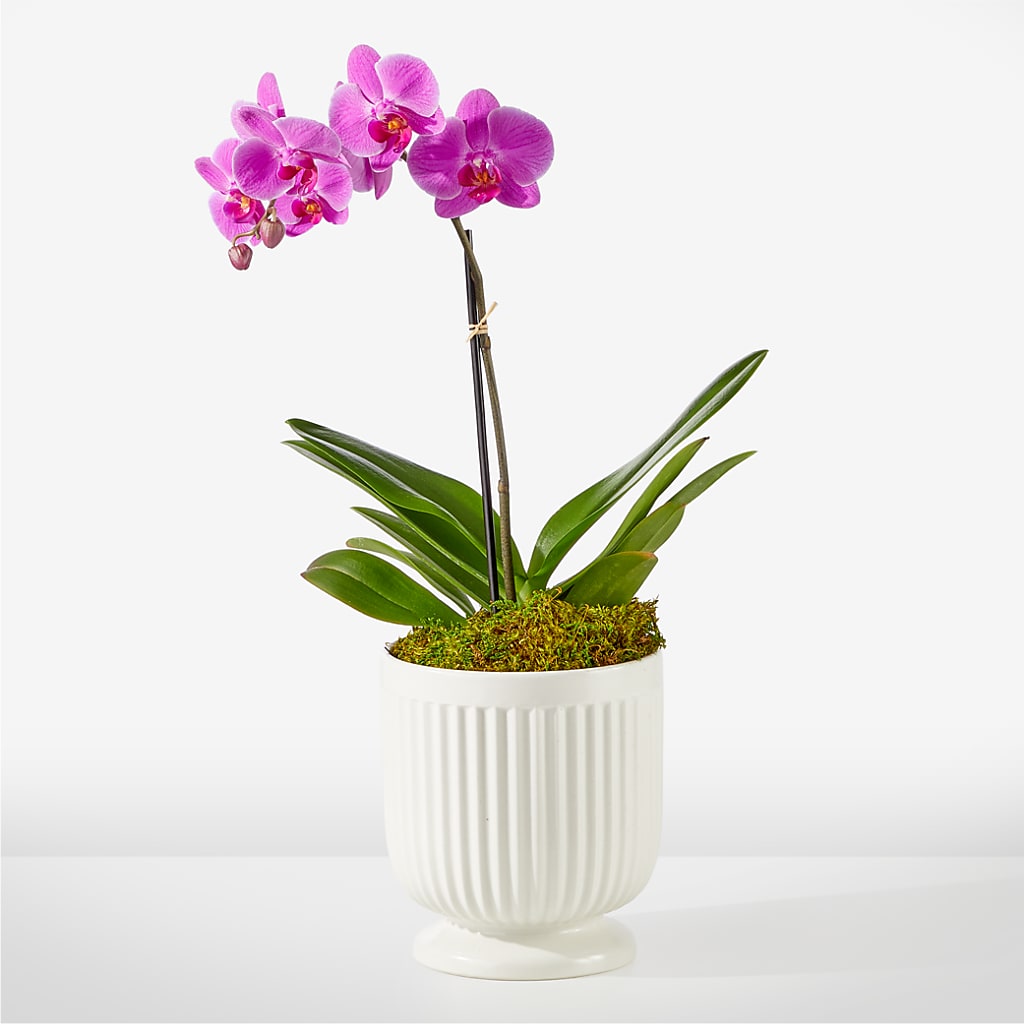 Friendly Fuchsia Orchid – Pantelia Floral, Salt Lake City UT