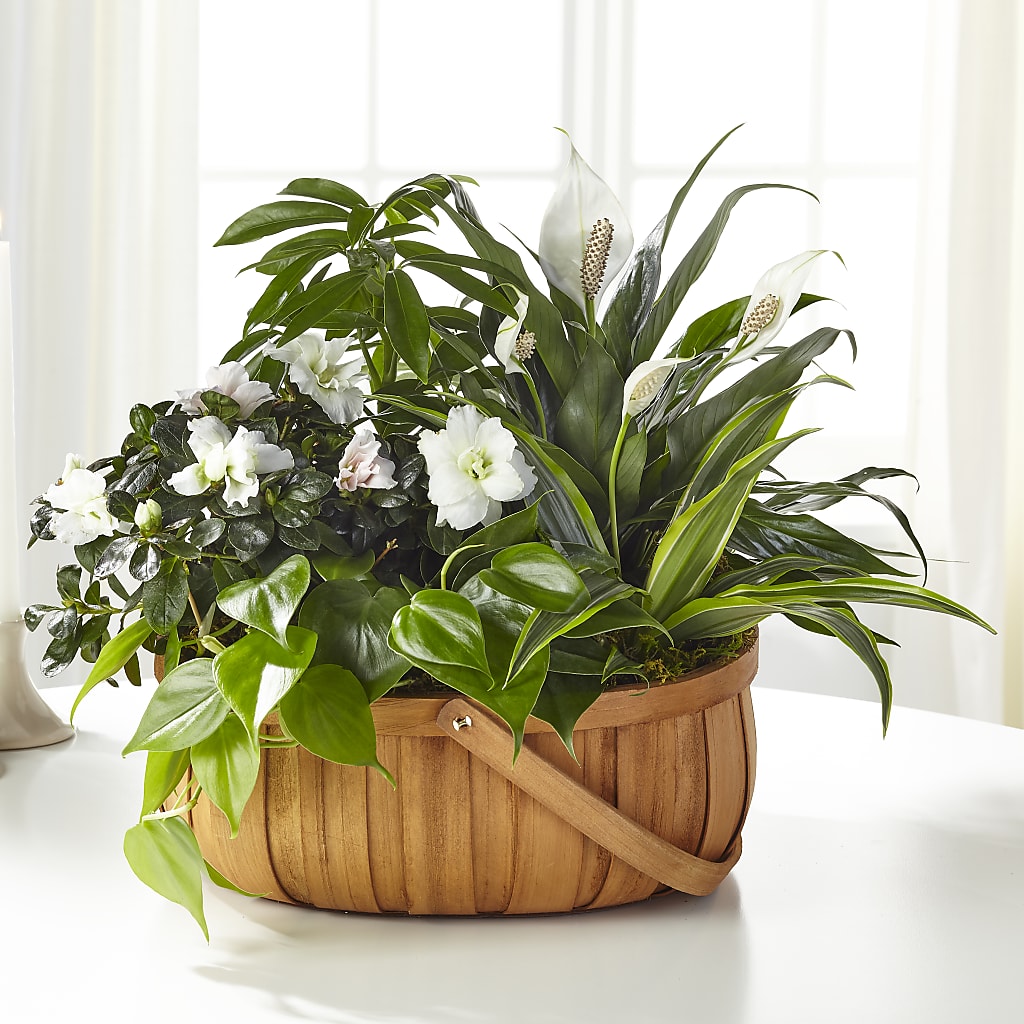Serene Dishgarden – Pantelia Floral, Salt Lake City UT