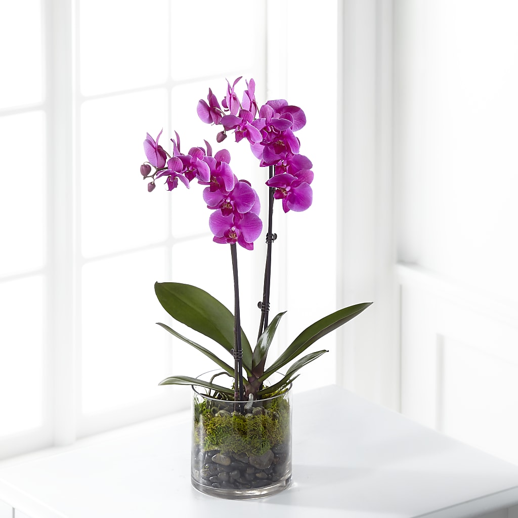 Pink Orchid Plant – Pantelia Floral, Salt Lake City UT