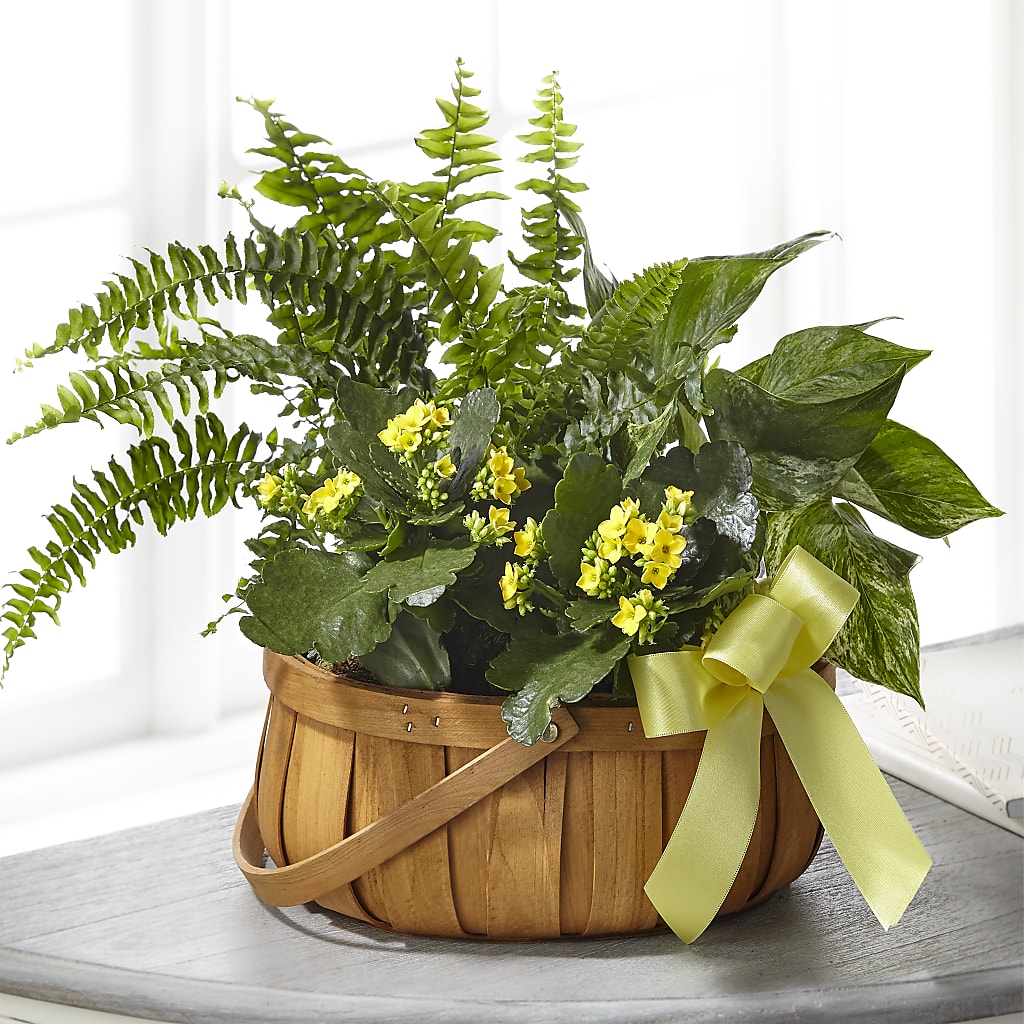 Always Dear Dishgarden – Pantelia Floral, Salt Lake City UT
