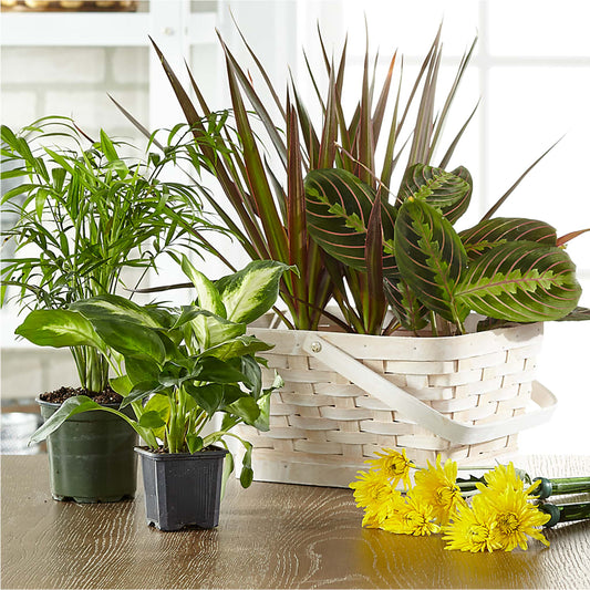 Florist Designed Blooming and Green Plants in a Basket –  Pantelia Floral, Salt Lake City UT