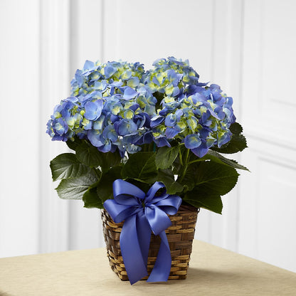 Blue Hydrangea Planter –  Pantelia Floral, Salt Lake City UT