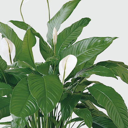 Tranquil Moments Peace Lily Plant –  Pantelia Floral, Salt Lake City UT