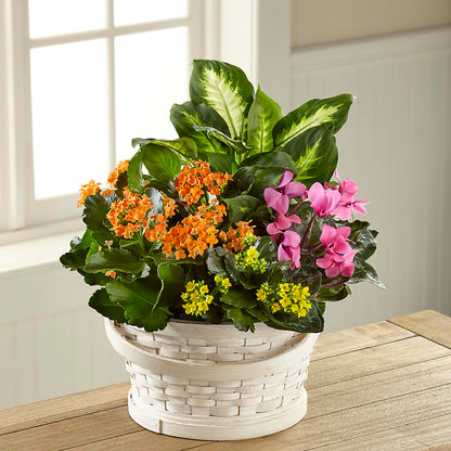 Color Crush Dishgarden –  Pantelia Floral, Salt Lake City UT