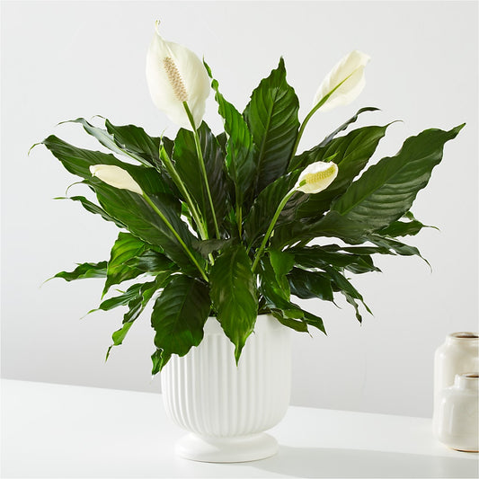 Comfort Planter –  Pantelia Floral, Salt Lake City UT