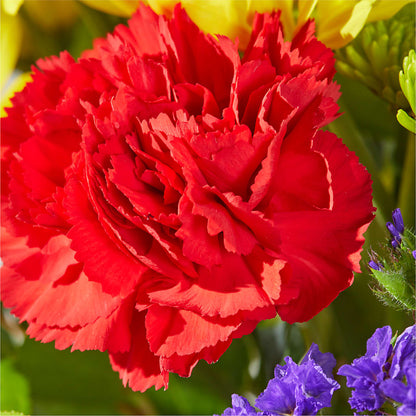 Brighter Days Bouquet –  Pantelia Floral, Salt Lake City UT