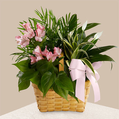 Living Spirit Dishgarden –  Pantelia Floral, Salt Lake City UT