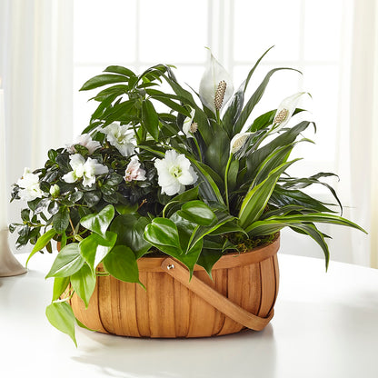 Serene Dishgarden –  Pantelia Floral, Salt Lake City UT