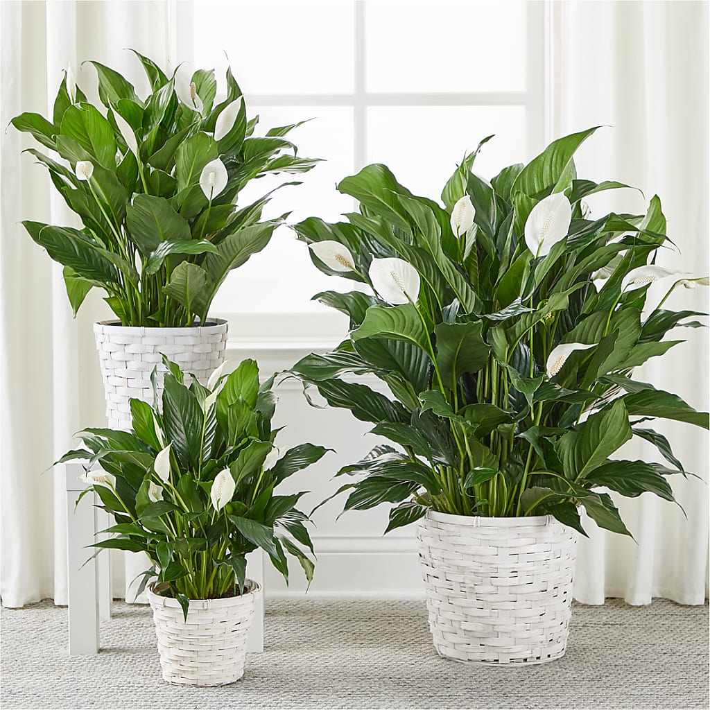A New Leaf Peace Lily –  Pantelia Floral, Salt Lake City UT