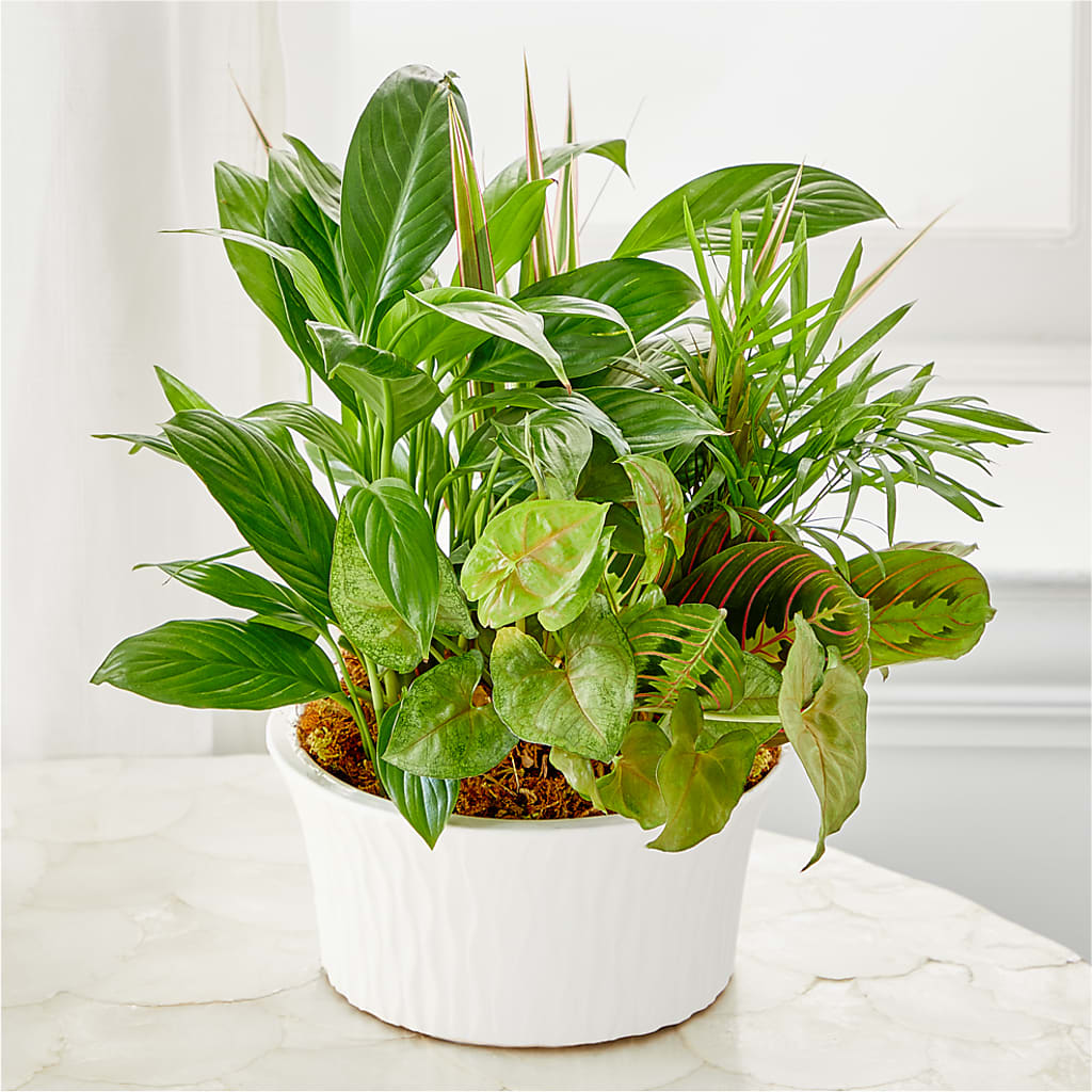 Balance & Harmony Dishgarden –  Pantelia Floral, Salt Lake City UT